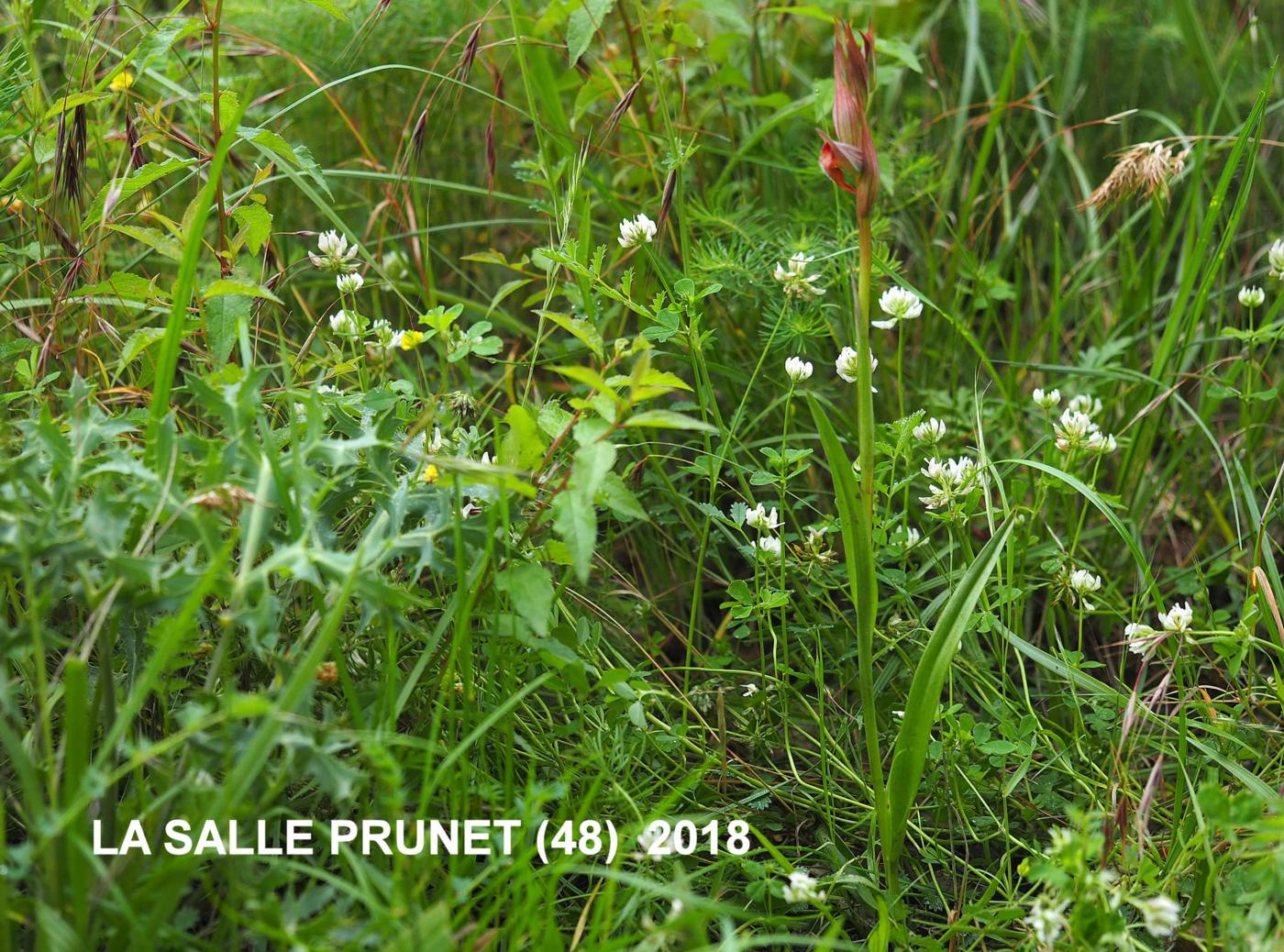 Serapias, Long-lipped plant